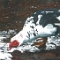 Muscovy Duck at Bower Park • Acrylic on Canvas  •  24 x 36 inches • PRIVATE COLLECTION